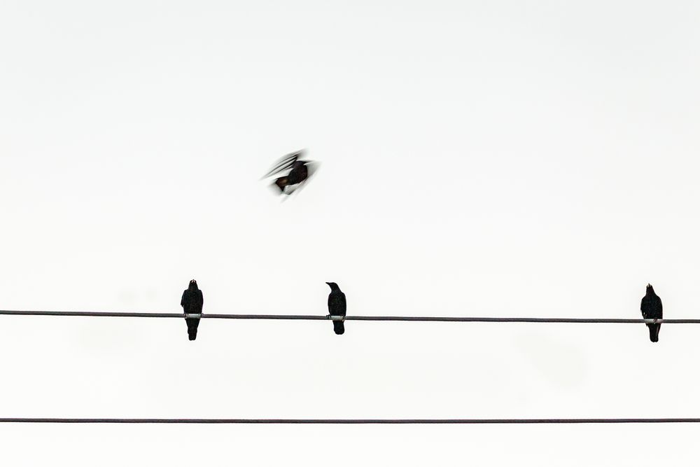 four_crows.jpg