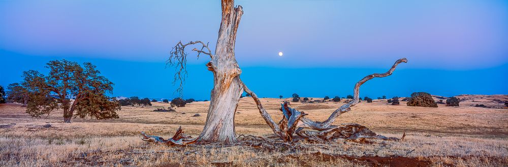 sunset_moonrise_old_tree_california.jpg