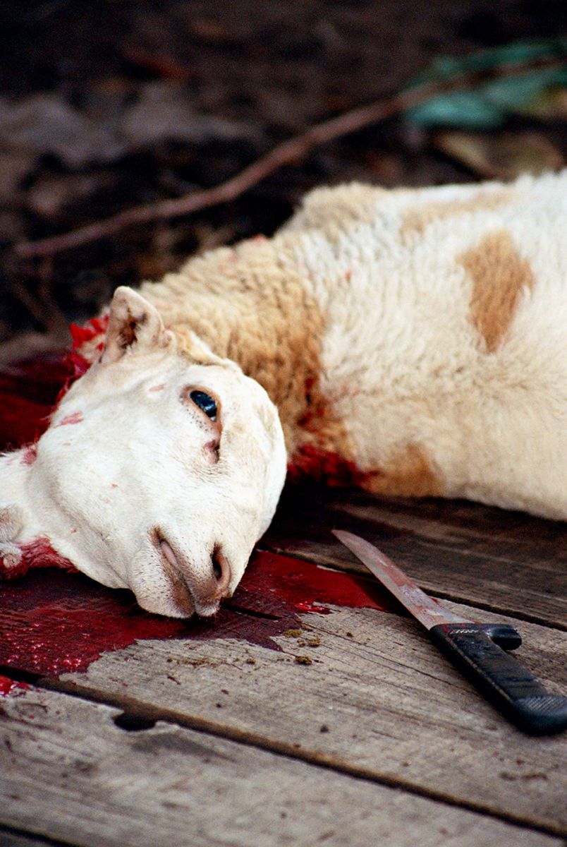 1sheephead_copylarge