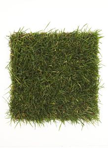 1Grass