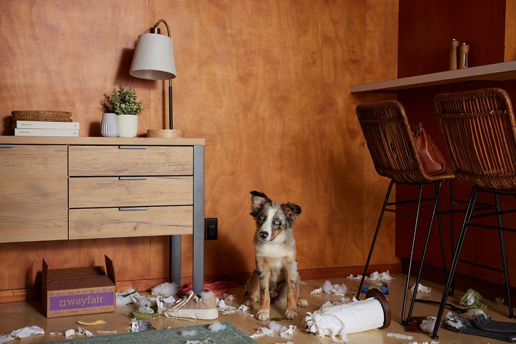 Art Producer: Melanie Trombley Wayfair Bess Friday photography Production Squad Melanie Trombley Art Producer retail lifestyle studio product dog