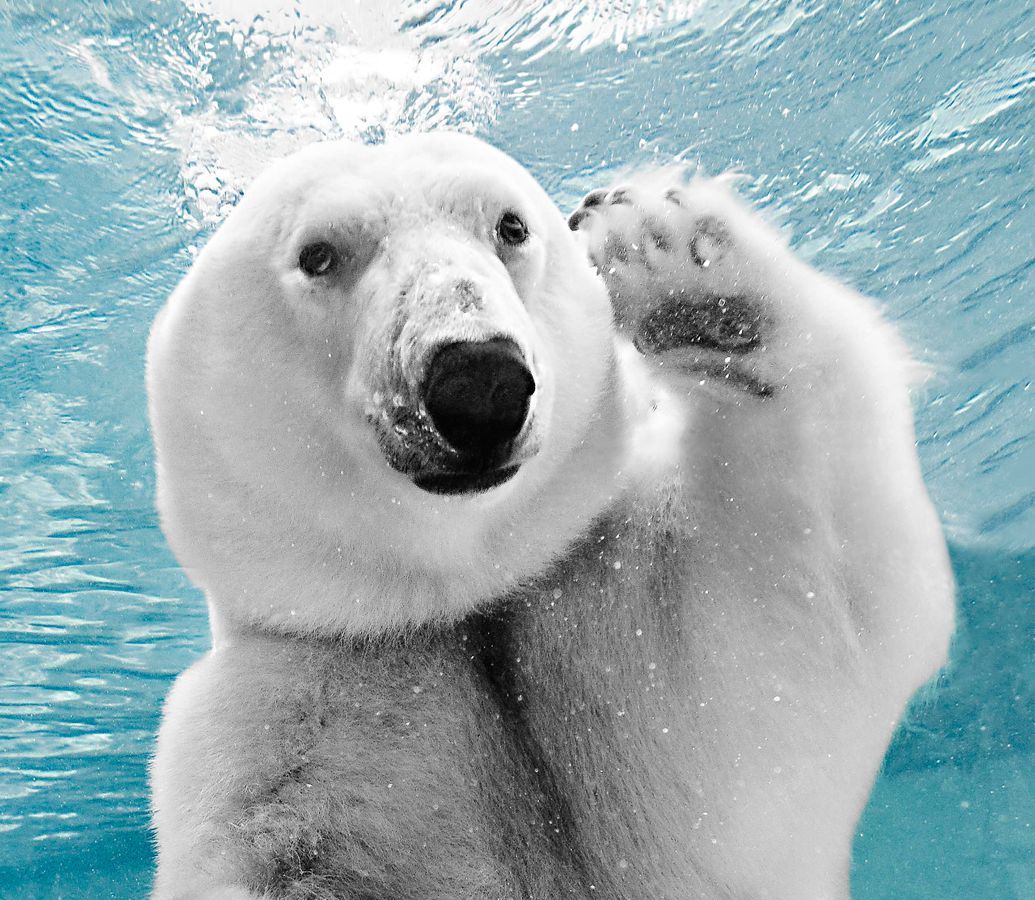 Polar Bear Waving Hello While Under Water.jpg