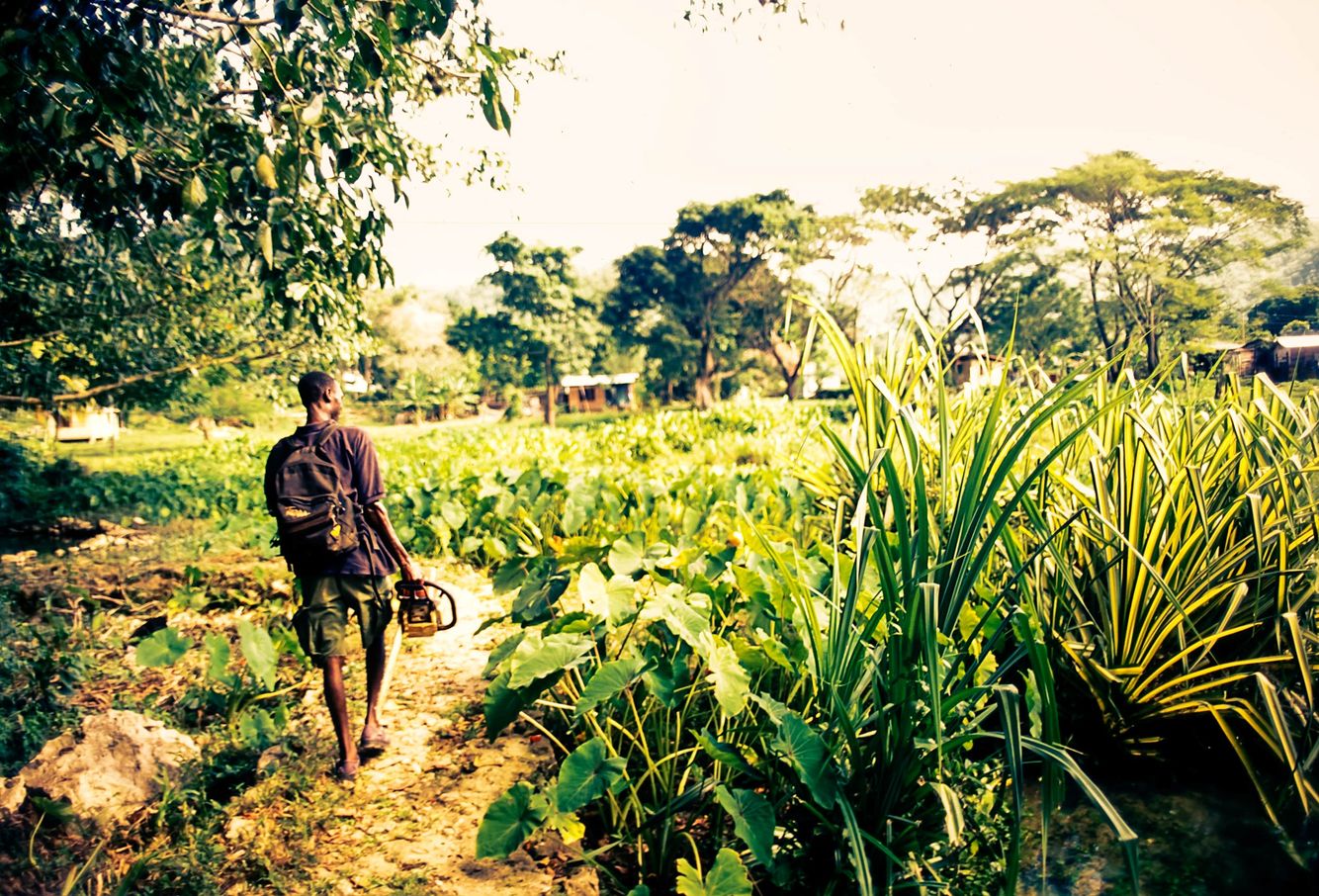 LifeScape Photo - Jamaican Plantation.jpg