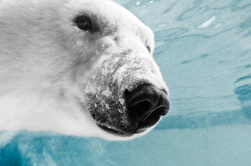 A Polar bear comes within inches of the camera lens to have a stare off. The Polar Bear won the contest. Communication Arts Photo Annual Unpublished Winner. Polar Bear Up Close and Personal.jpg