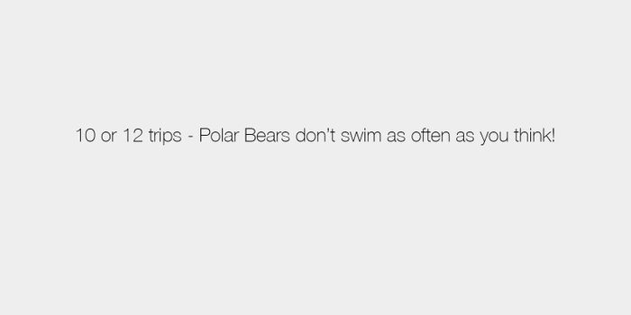 2017 Mconfer Polar Bear Answer 02.jpg