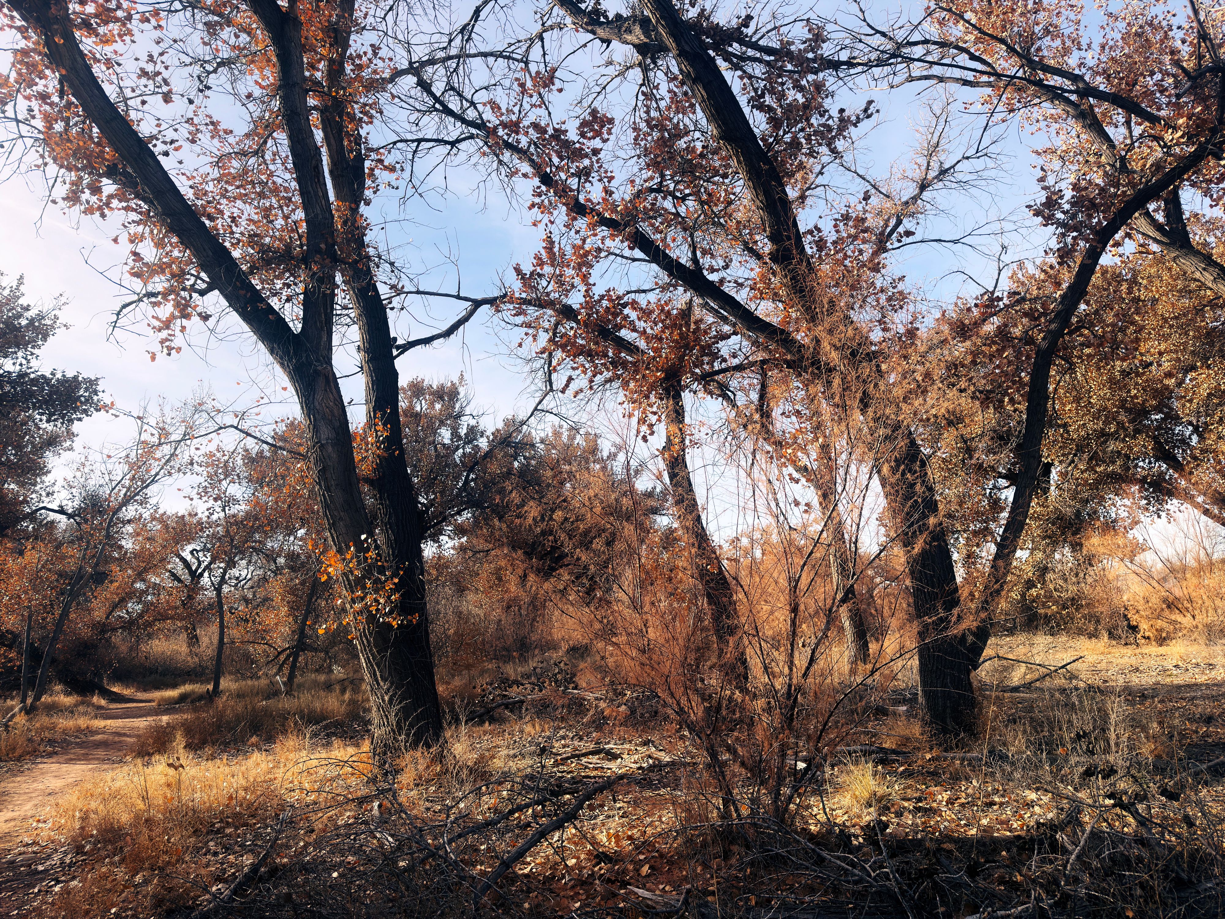 The Bosque in January, By Cathy Carter