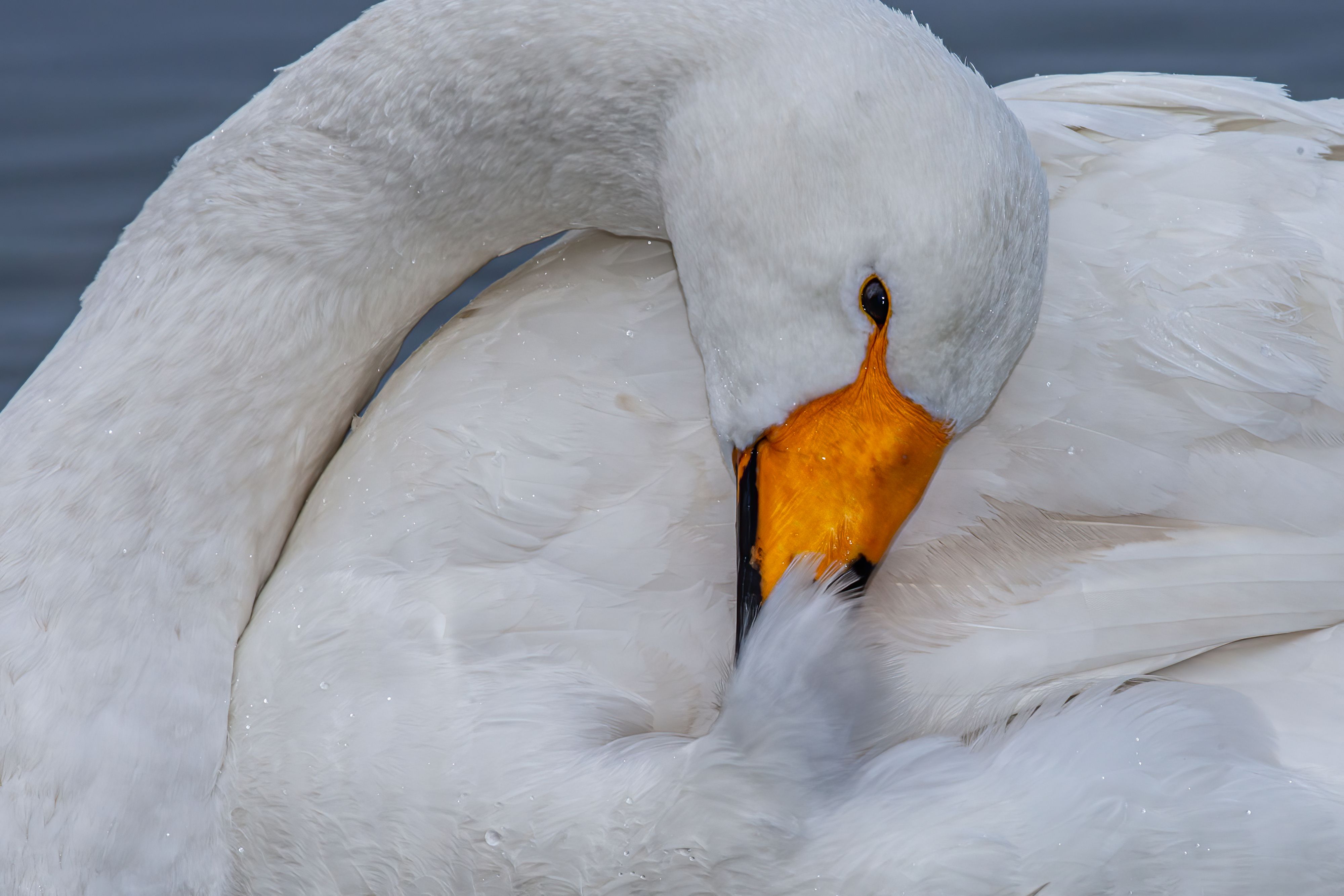 Preening is the maintenance behavior birds use to clean, arrange, and oil their feathers to keep them waterproof. Whooper Swan preening
