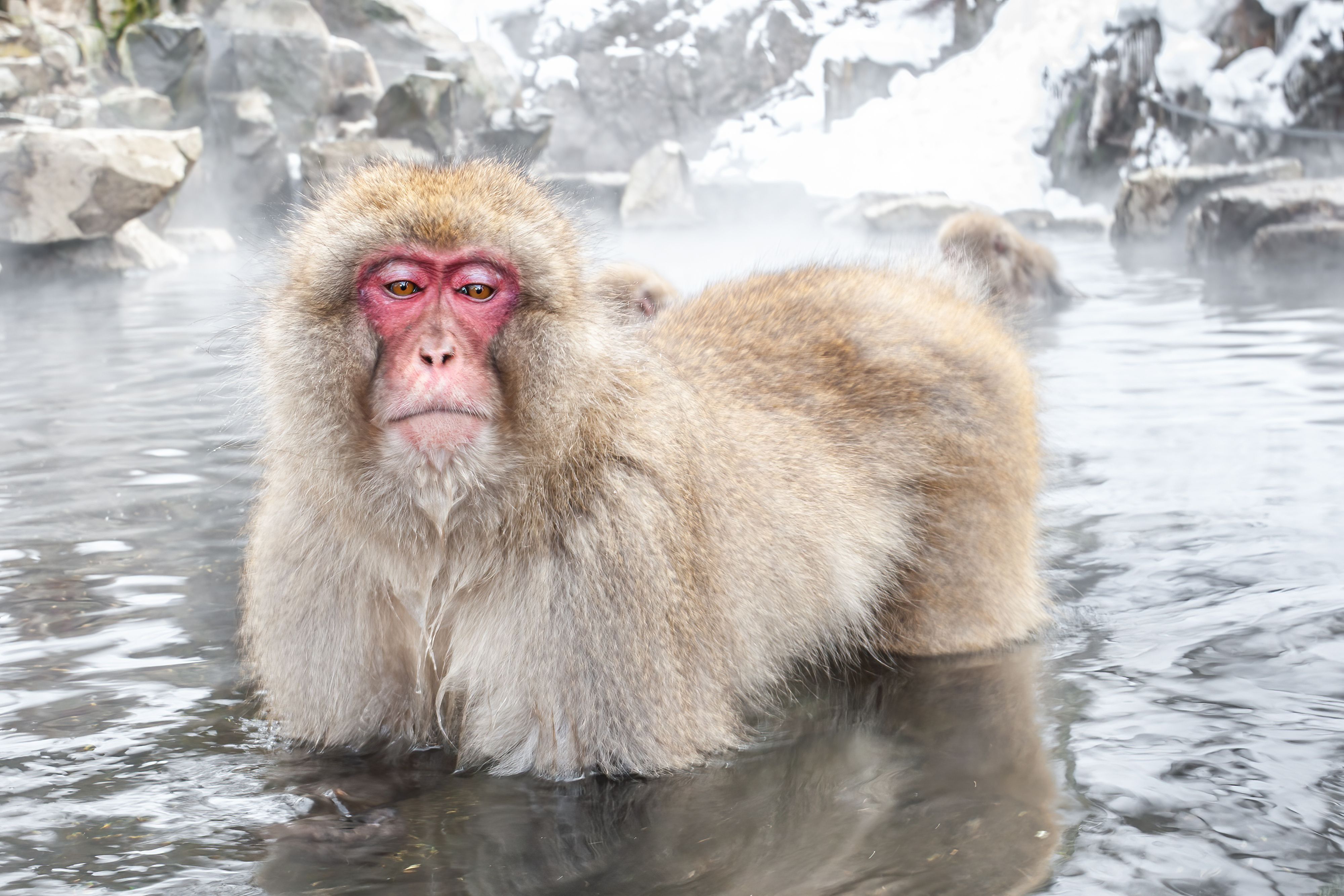 Snow Monkey bathing in hot springs