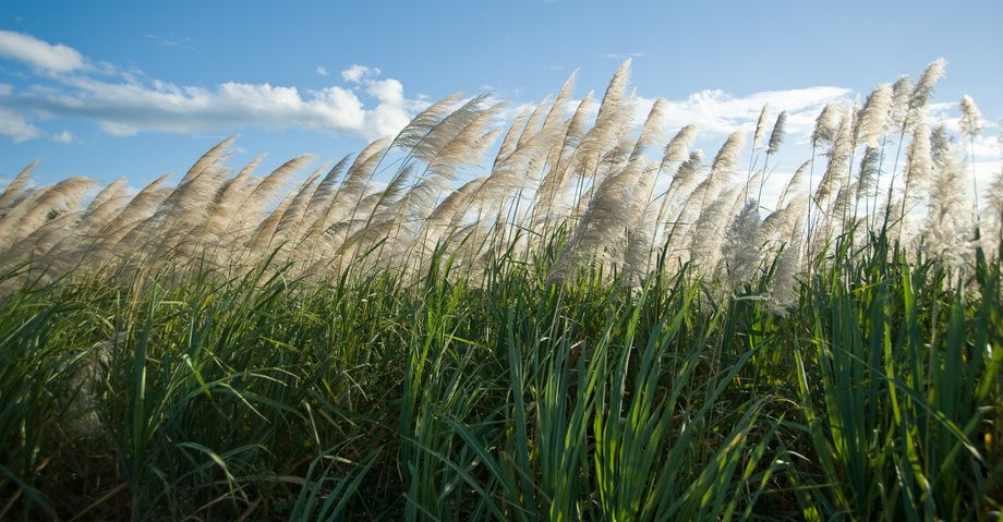 1r20071213_Costa_Rica_DHF_31851