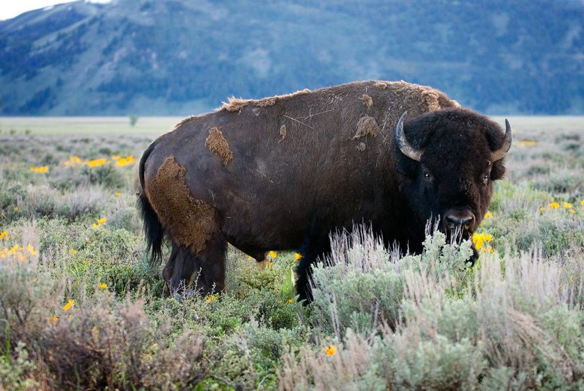 1r20060528_Yellowstone_Tetons_DHF_8633