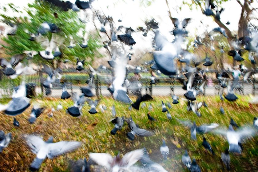 1r20061118_New_York_City_DHF_8093