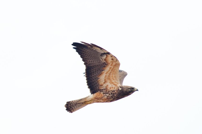 1r20090501_Sand_Dunes_DHF_34430