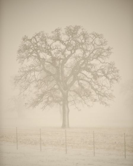 1r20091218_Christmas_Snow_Texas_OAK_DHF_6195_1