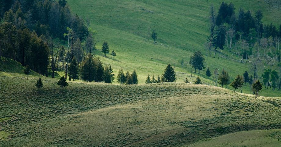 1r20060528_Yellowstone_Tetons_DHF_0593