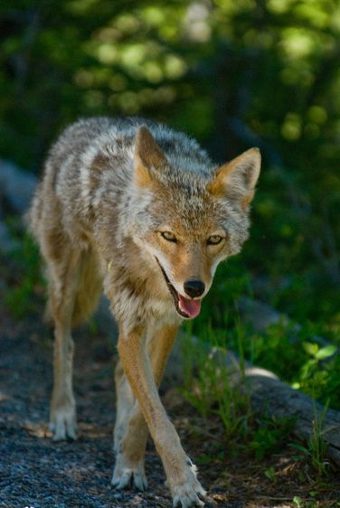 1r20060528_Yellowstone_Tetons_DHF_2004