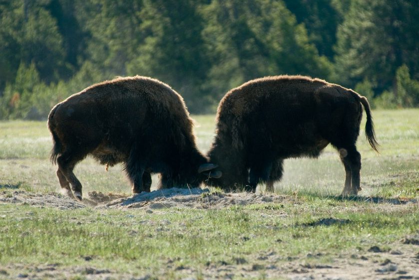 1r20060528_Yellowstone_Tetons_DHF_1423