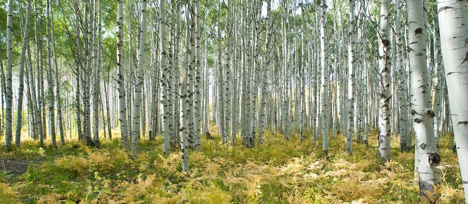 1r20080927_Aspen_Autumn_DHF_3