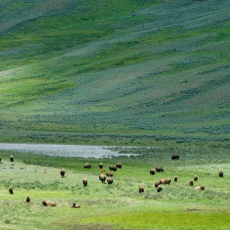 1r20060528_Yellowstone_Tetons_DHF_0361_2