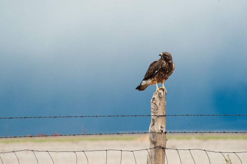 1r20090501_Sand_Dunes_DHF_34424