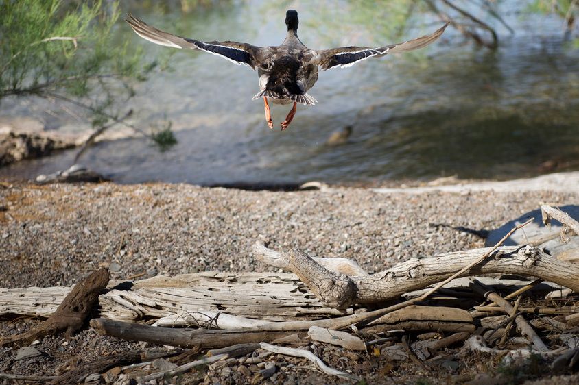 1r20110406_Christina_Kelley_AZ_DHF_0172