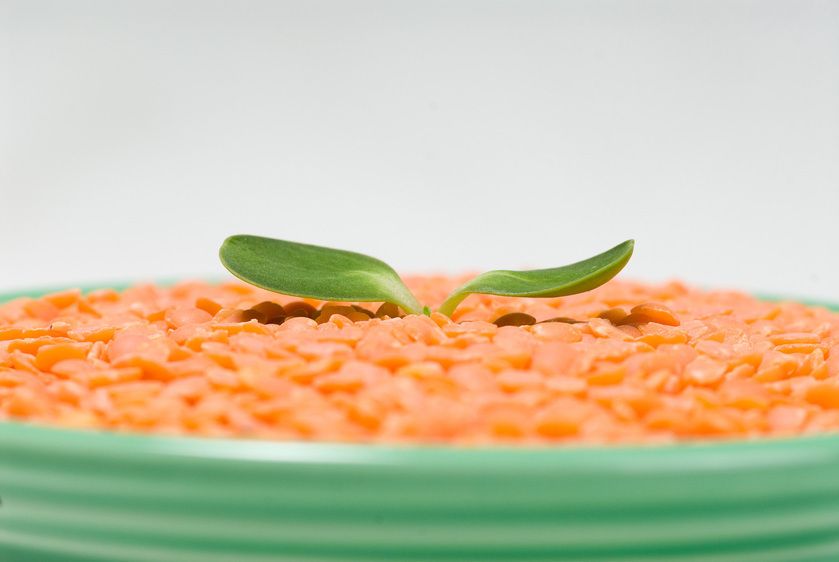 1r20070524_Stock_Food_Studio_DHF_0048