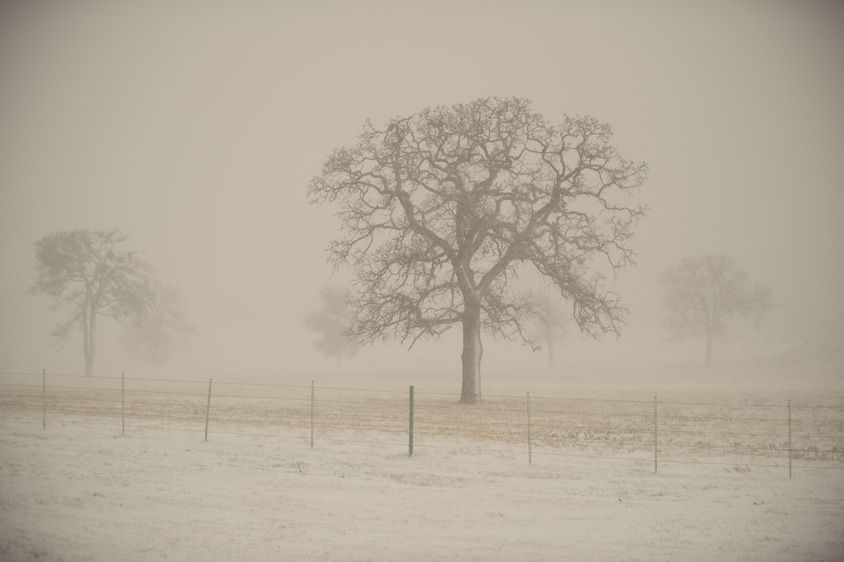 1r20091218_Christmas_Snow_Texas_OAK_DHF_6206