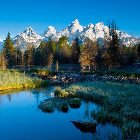 1r20060528_Yellowstone_Tetons_DHF_8738_2