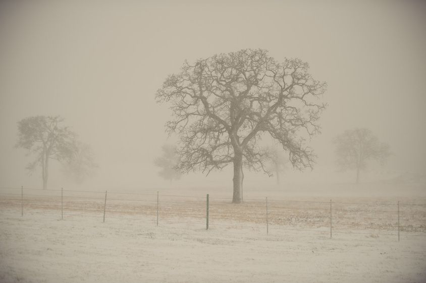 1r20091218_Christmas_Snow_Texas_OAK_DHF_6206
