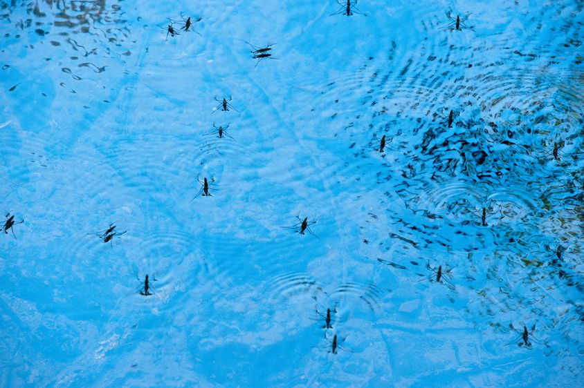 1r20090715_Emergensee_Festival_DHF_20098813