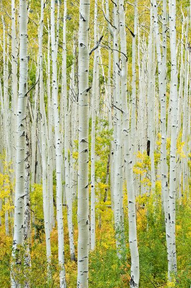 1r20080927_Aspen_Autumn_DHF_38511