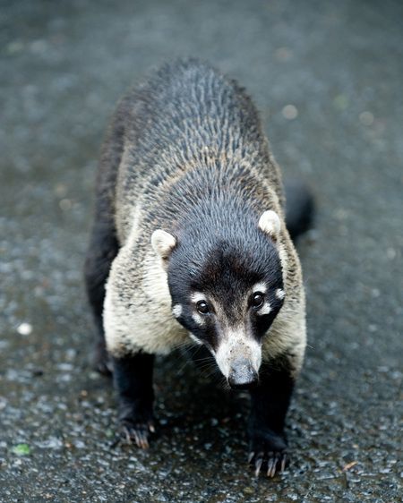 1r20071213_Costa_Rica_DHF_31688