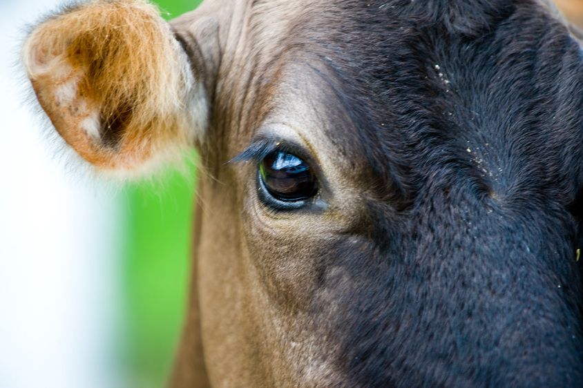 1r20071213_Costa_Rica_DHF_31110