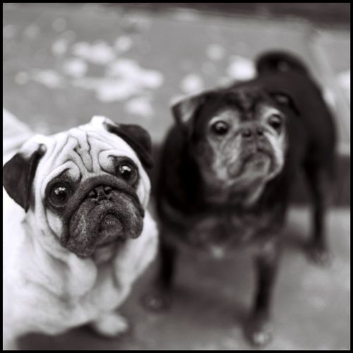 Pugs