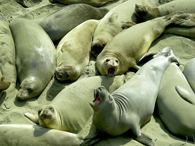 sandy sea lions