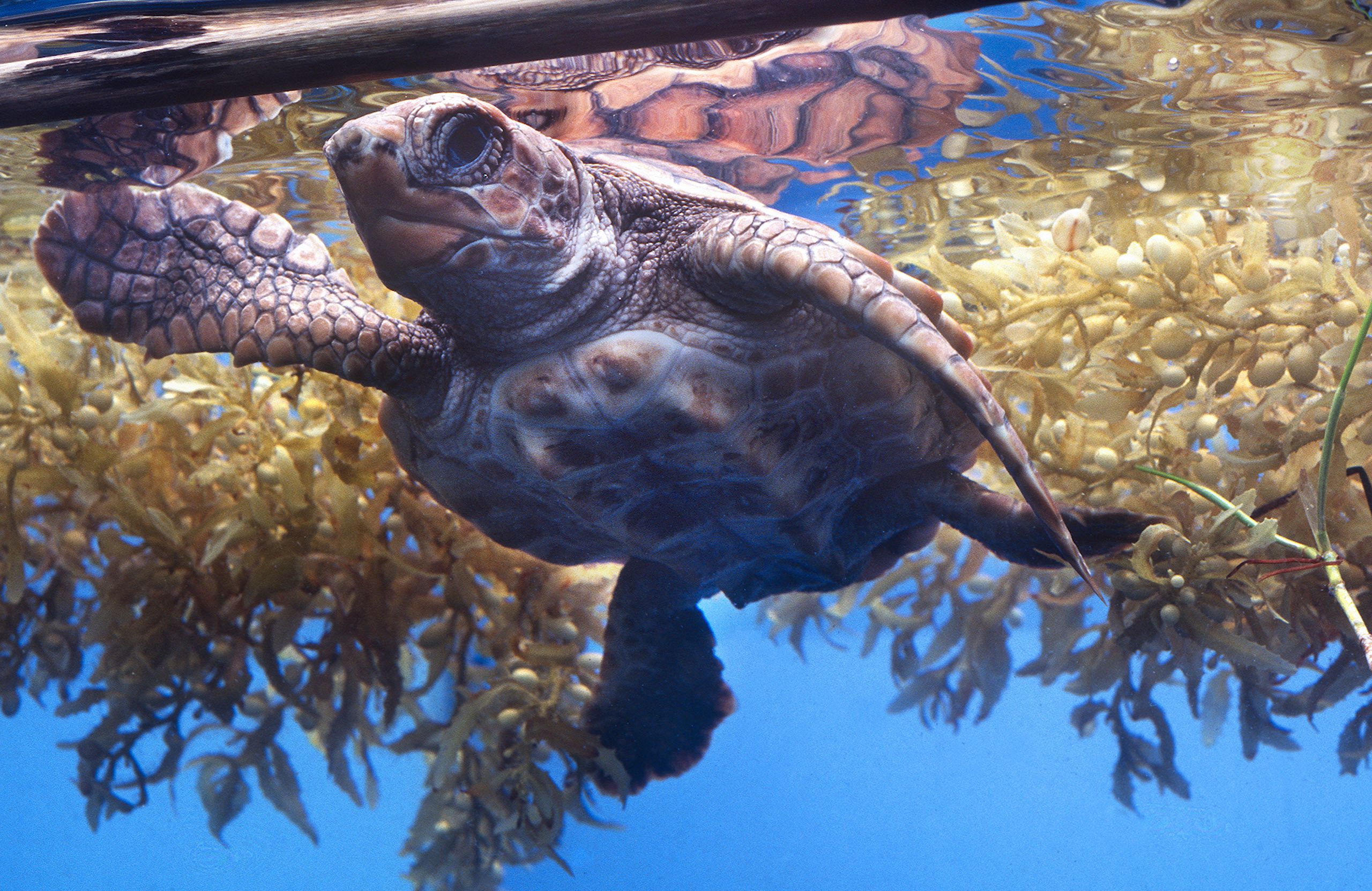 Marine Life 0291.jpg