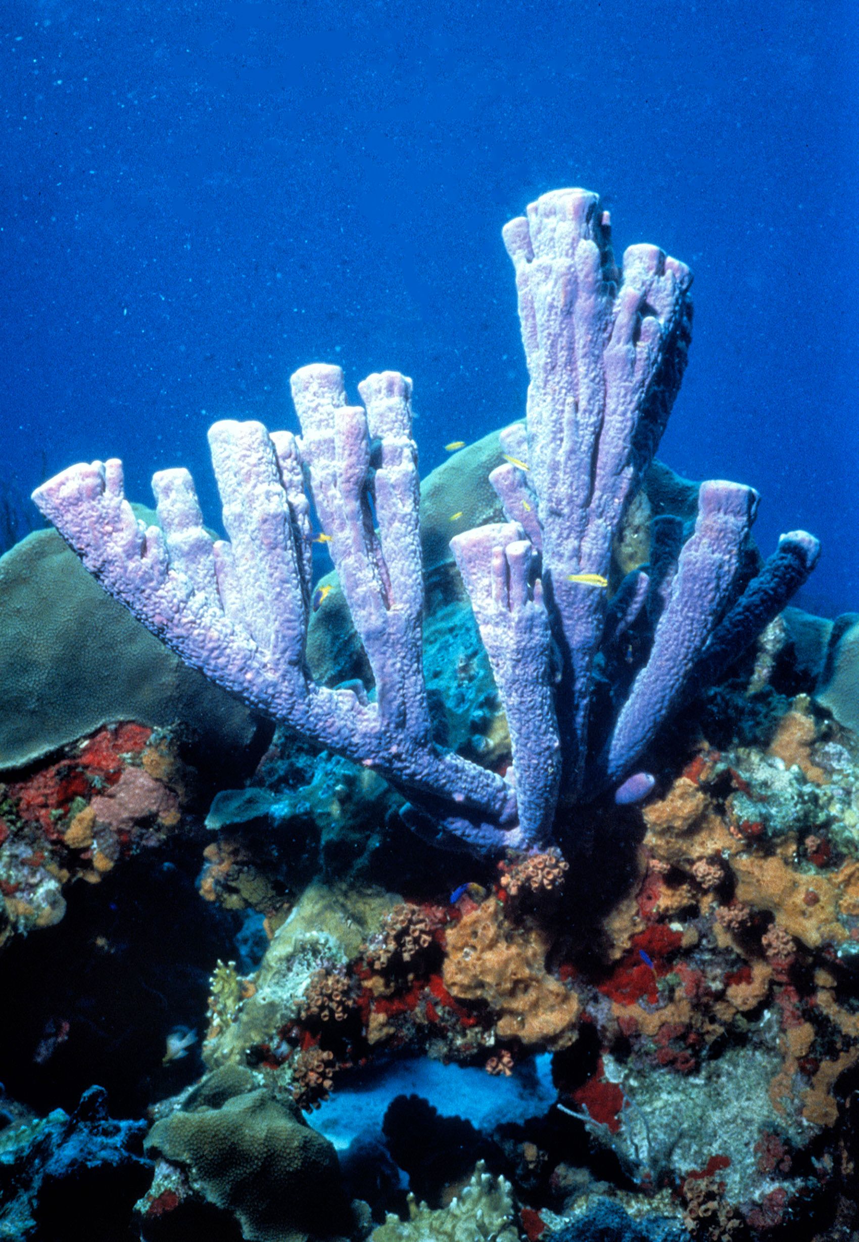 Marine Life 0170.jpg