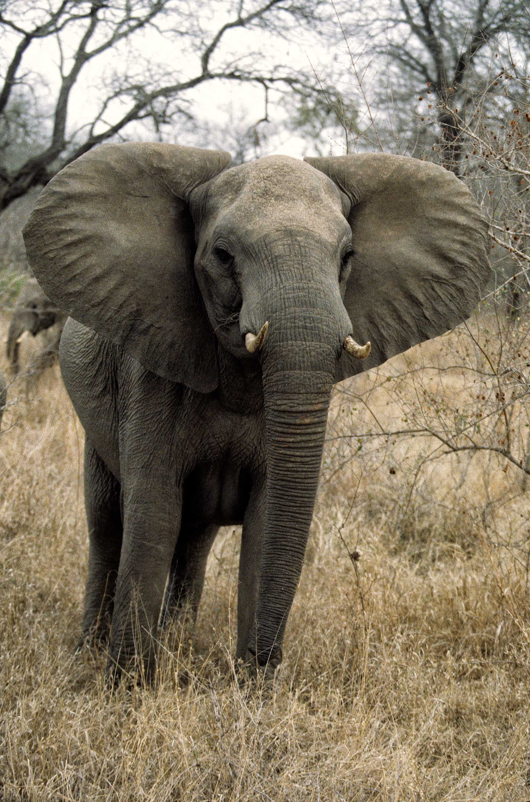 A.AFR.ELEPHANT000024_opt.jpg