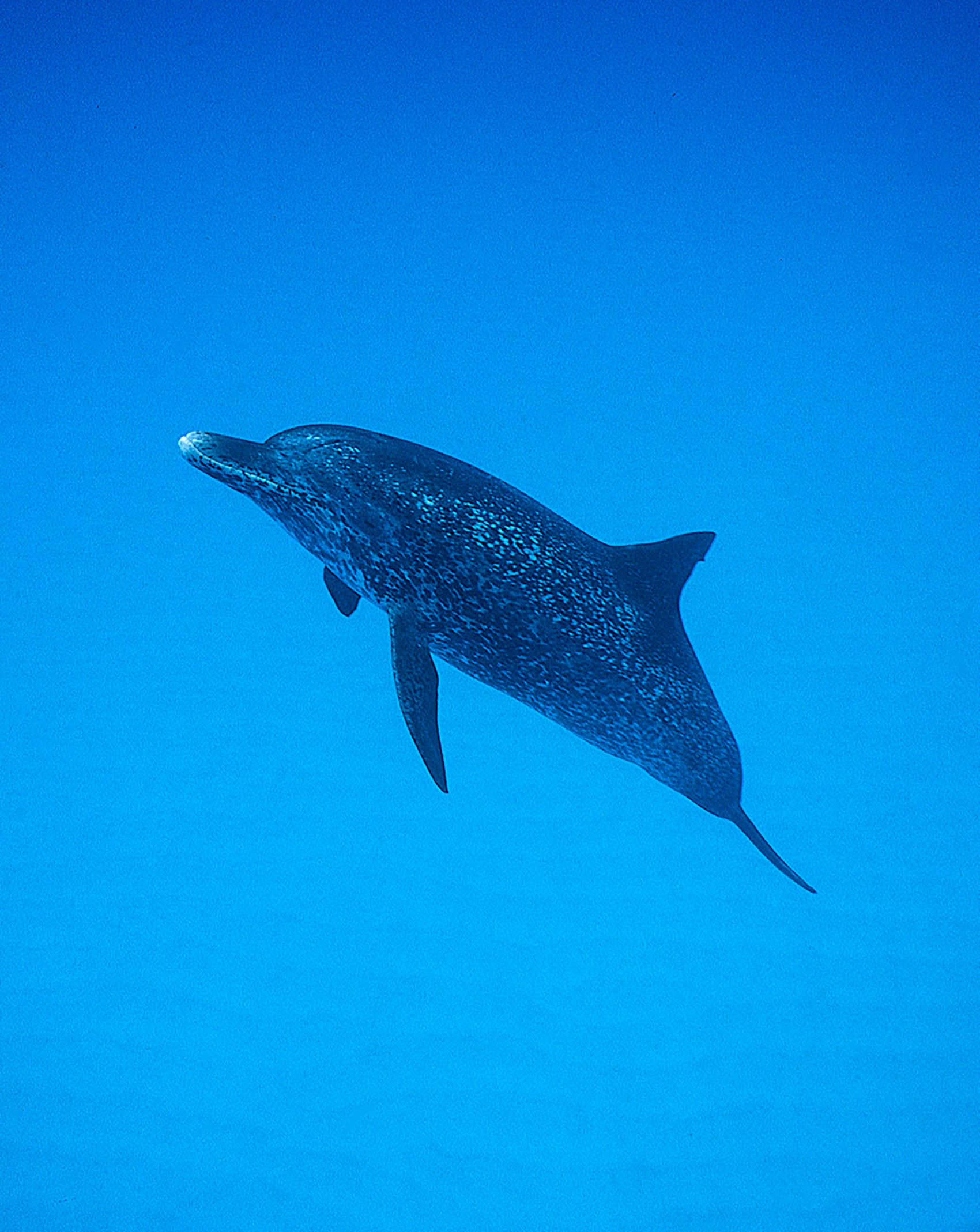 Marine Life 0466.jpg