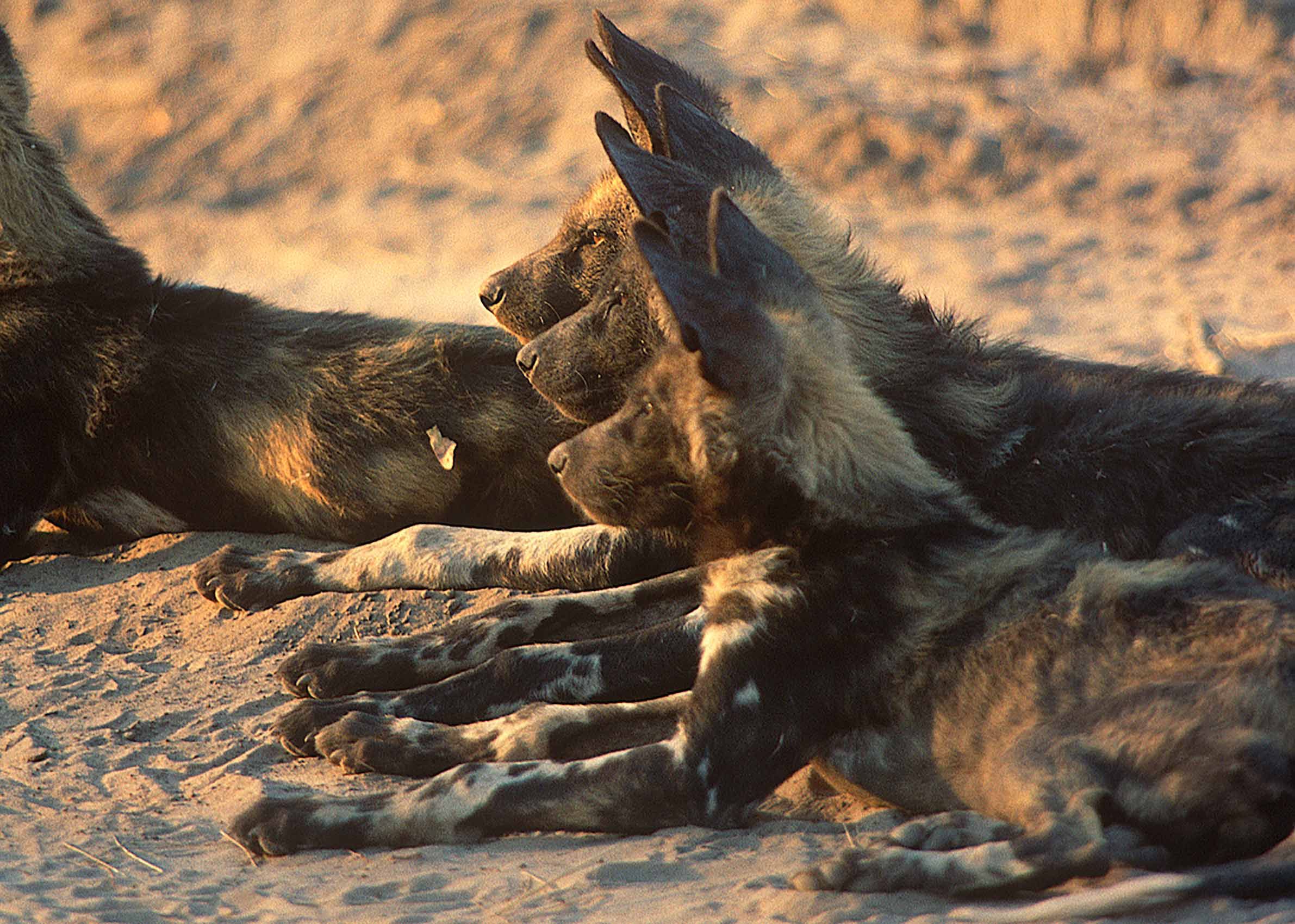 A.AFR.wilddogs0011_opt.jpg