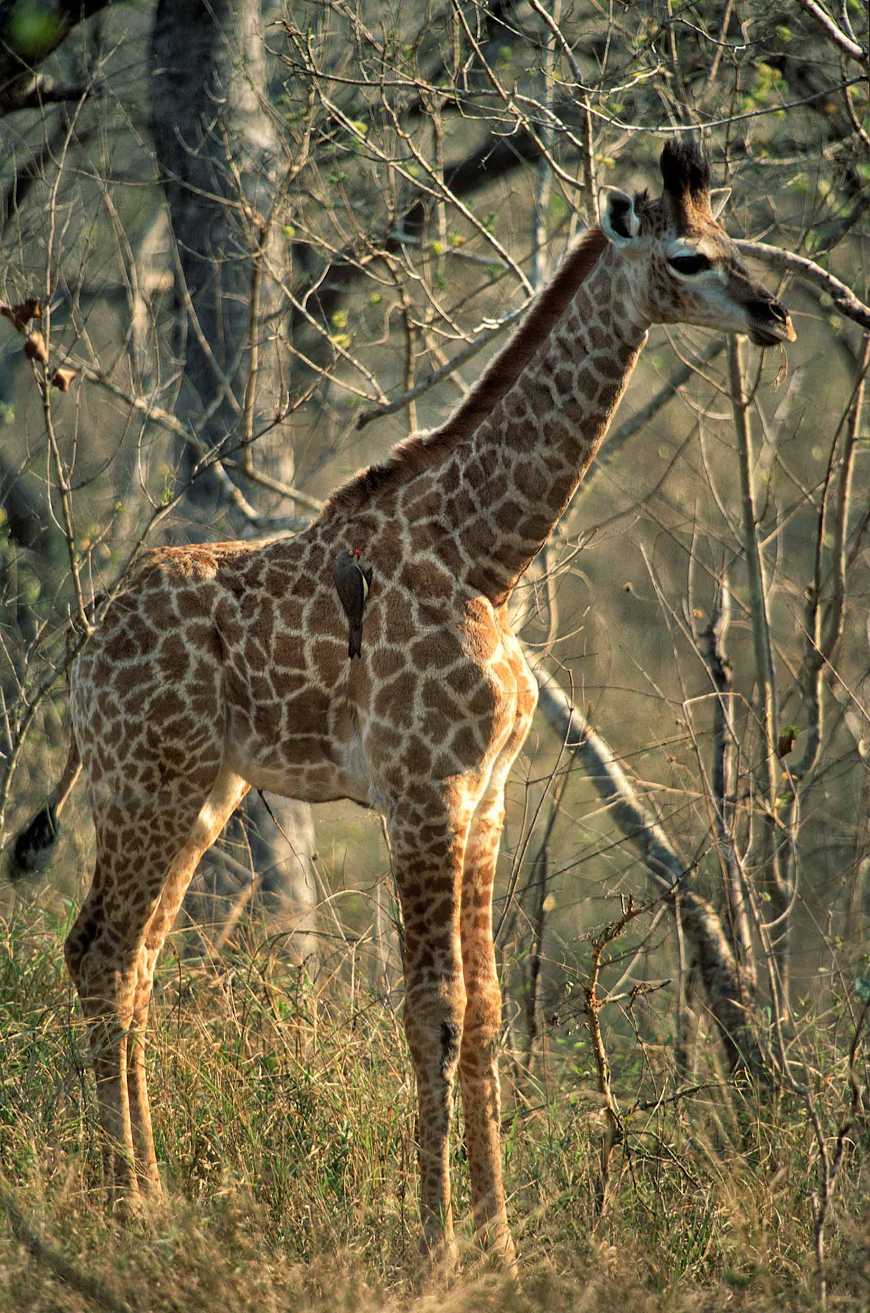A.AFR.Giraffe00013_opt.jpg
