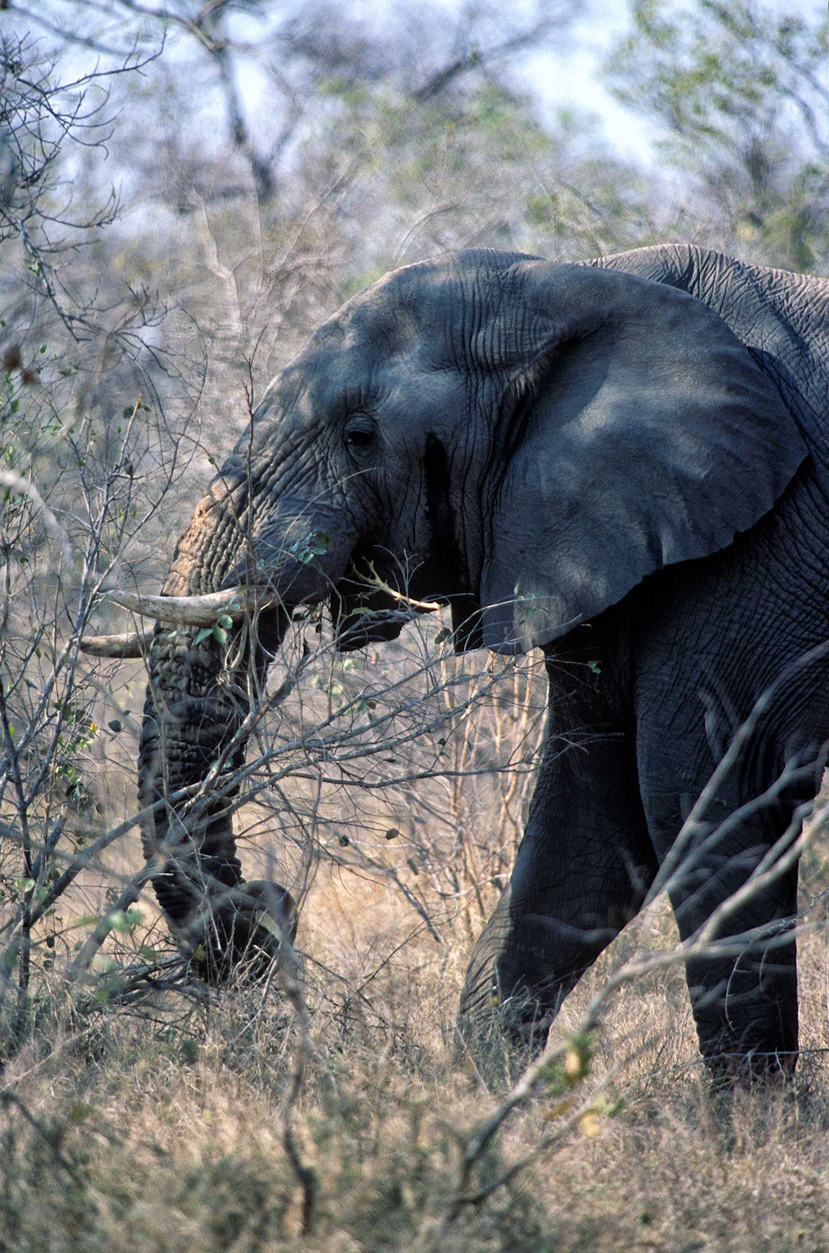 A.AFR.ELEPHANT000041_opt.jpg