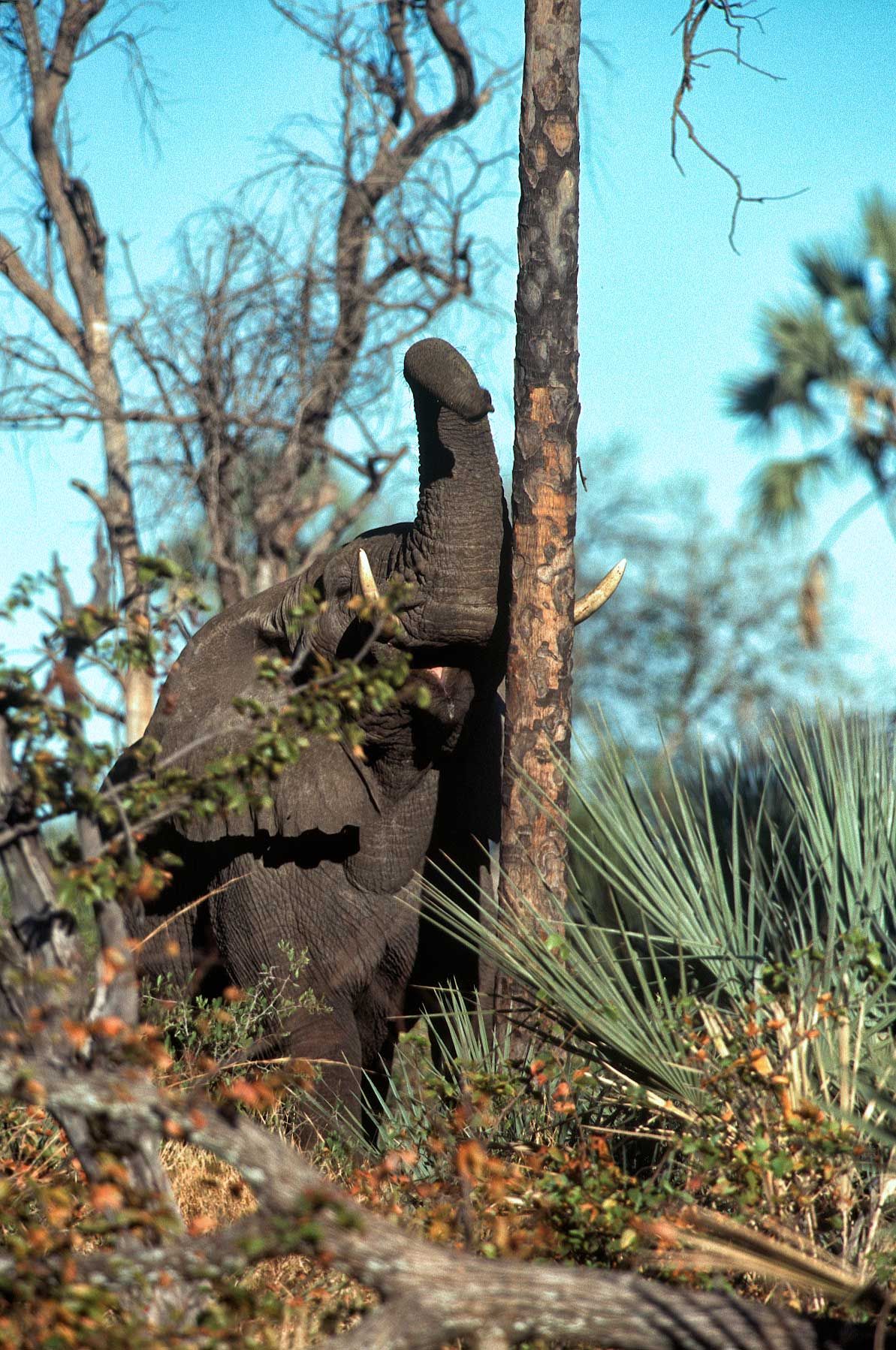 A.AFR.ELEPHANT000017_opt.jpg