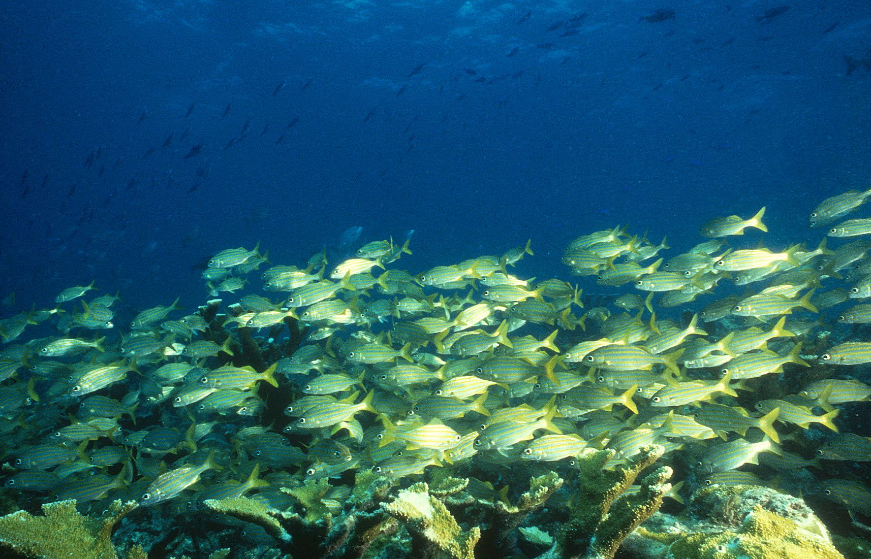 Marine Life 0020.jpg