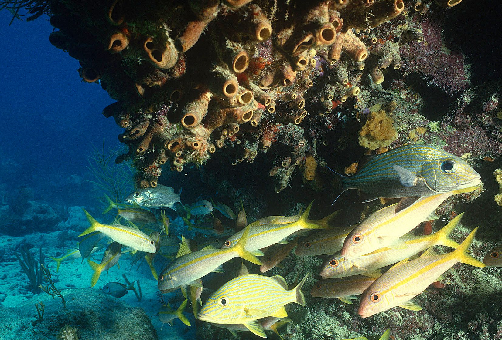 Marine Life 0080.jpg