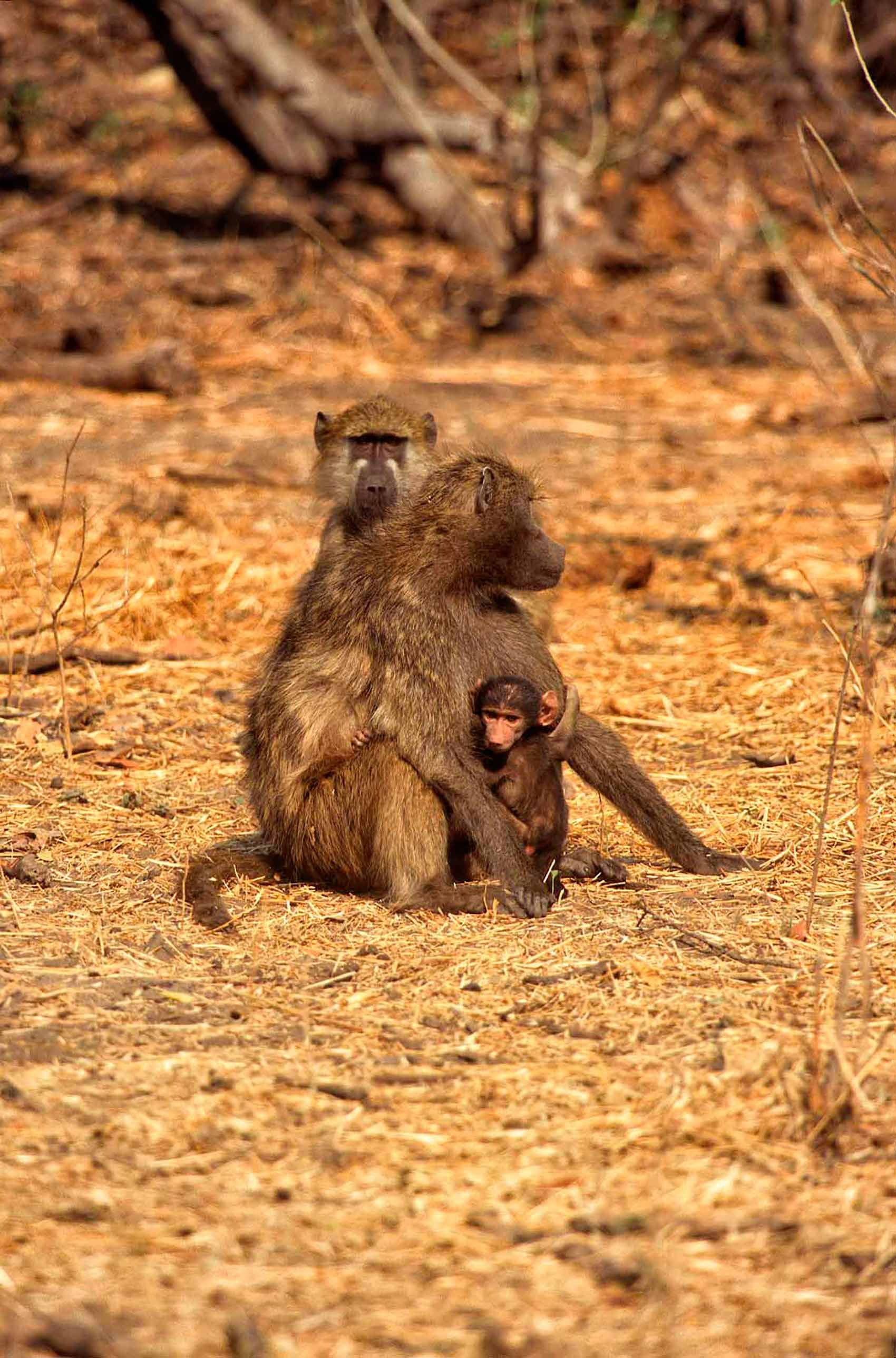 A.AFR.Baboon0001_opt.jpg