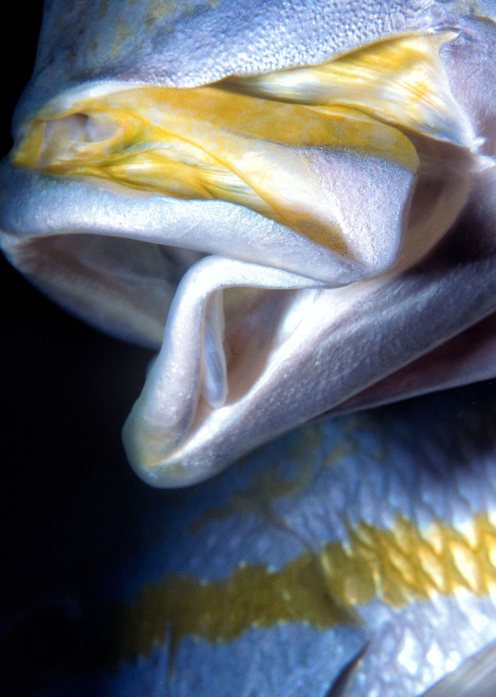 Marine Life 0064.jpg