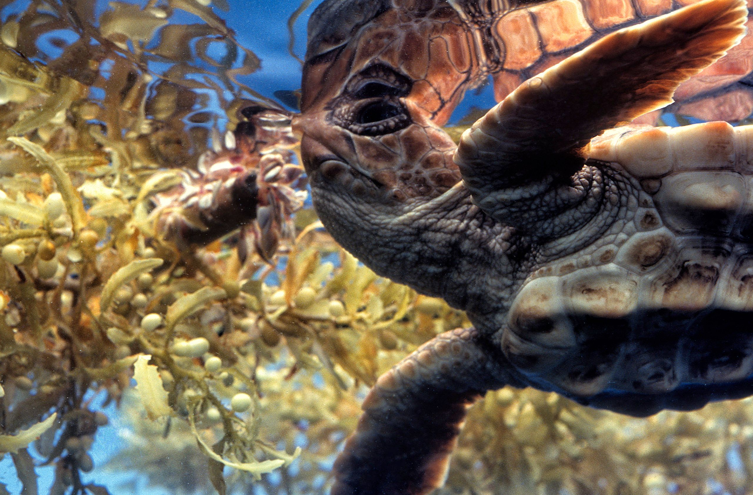 Marine Life 0350.jpg