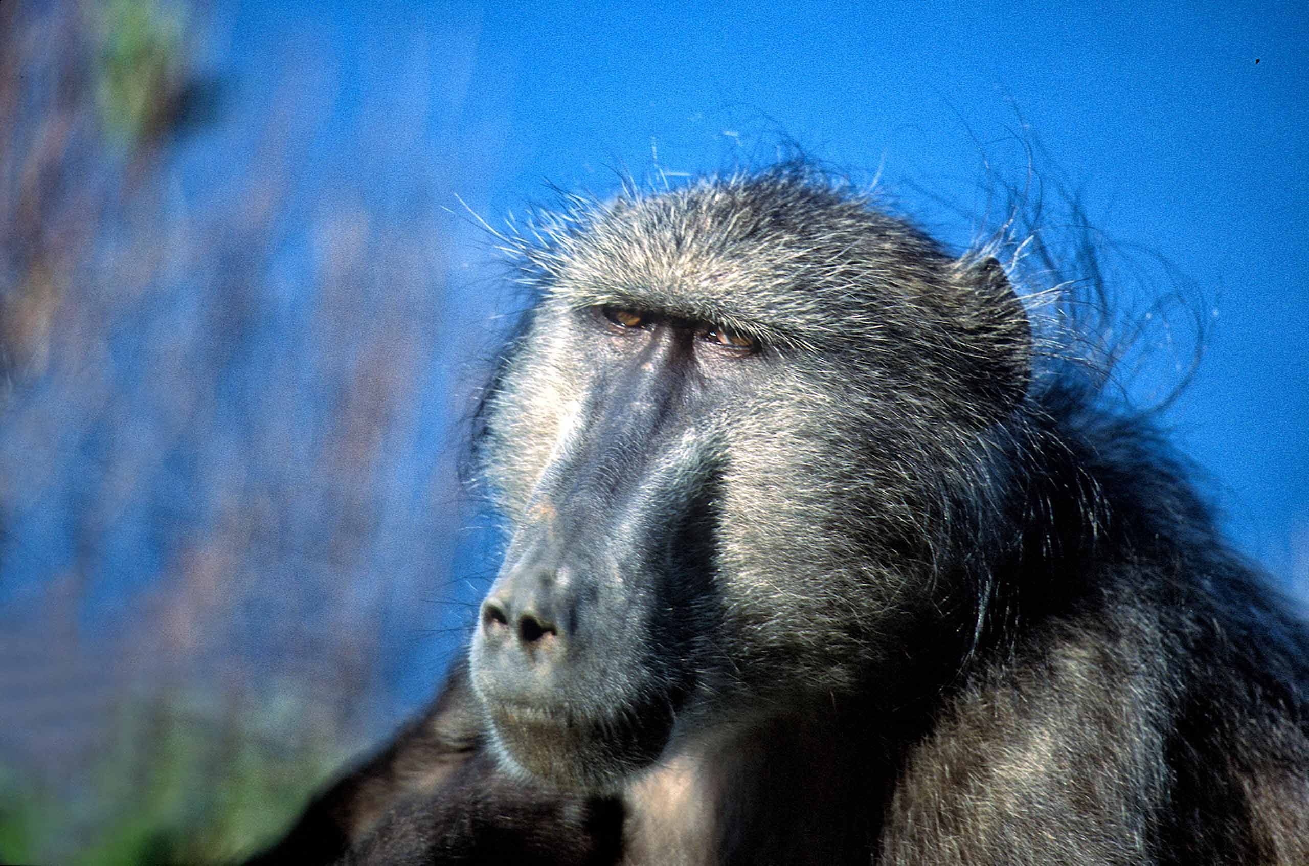 A.AFR.Baboon00010_opt.jpg