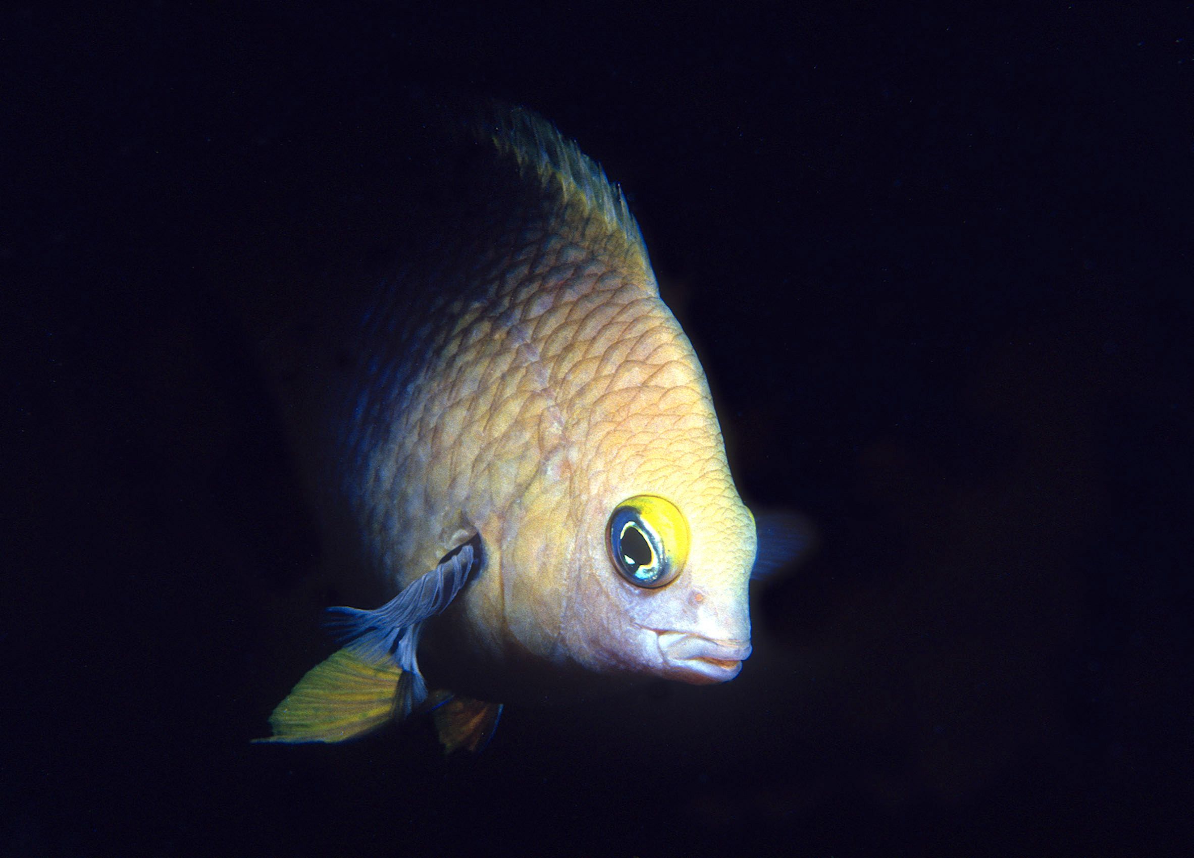 Marine Life 0278.jpg