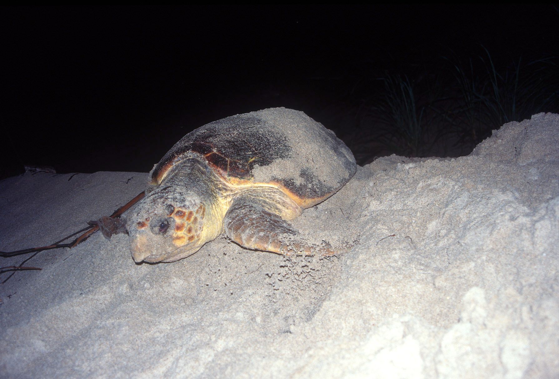 Marine Life 0035.jpg